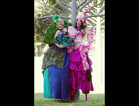 Flamenco and Peacock